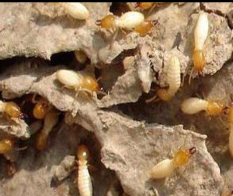 珠海社區(qū)除蟲滅鼠滅白蟻公司電話 珠海社區(qū)除蟲滅鼠滅白蟻公司電話