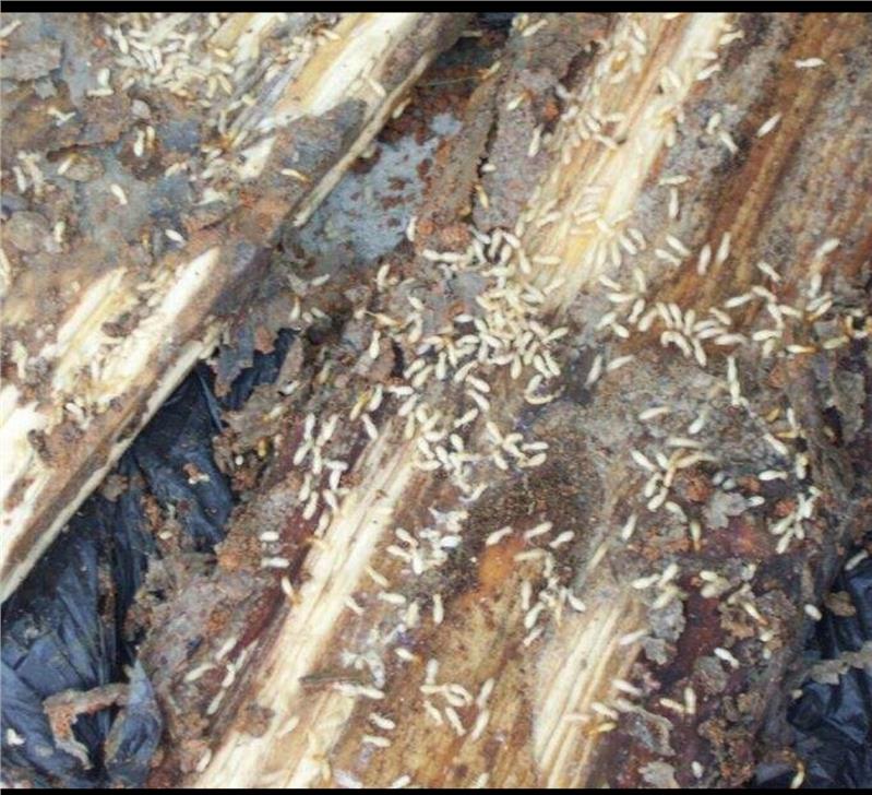 珠海社區(qū)除蟲滅鼠滅白蟻公司電話 珠海社區(qū)除蟲滅鼠滅白蟻公司電話