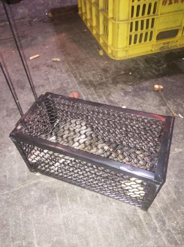 珠海酒樓連鎖超市消殺捕獲老鼠 珠海酒樓連鎖超市消殺捕獲老鼠